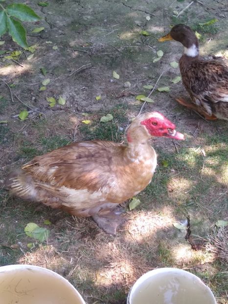  - Ratele mele leșești 3