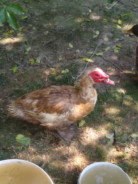  - Ratele mele leșești 3