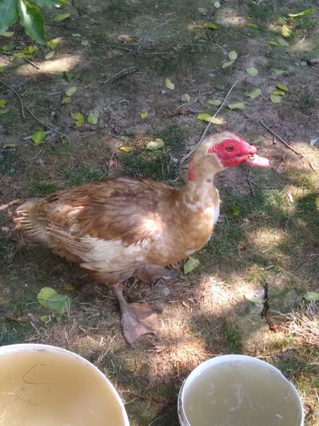  - Ratele mele leșești 3