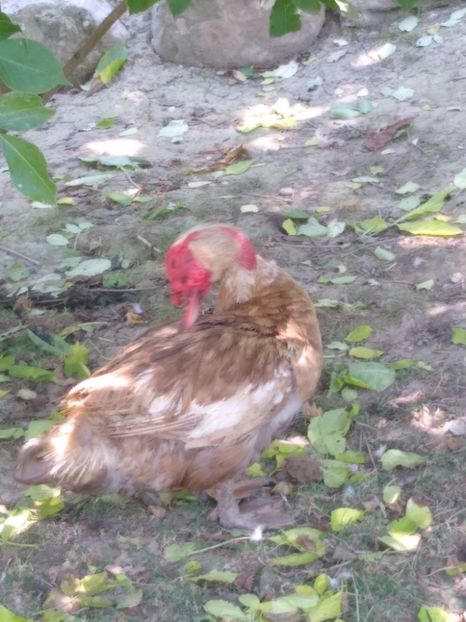  - Ratele mele leșești 3