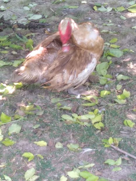  - Ratele mele leșești 3
