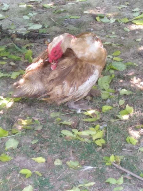  - Ratele mele leșești 3