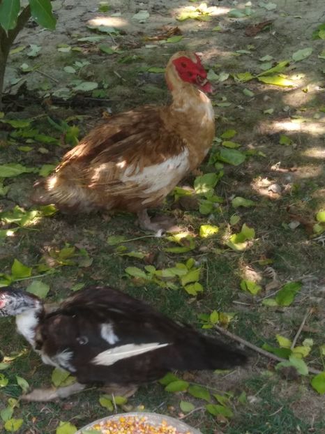  - Ratele mele leșești 3