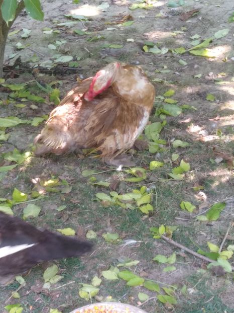  - Ratele mele leșești 3