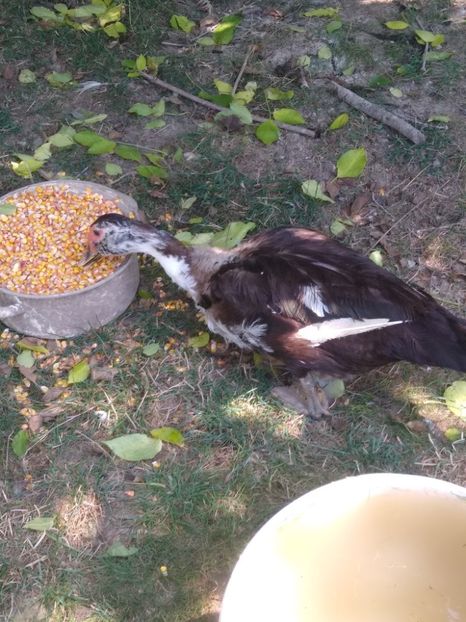  - Ratele mele leșești 3
