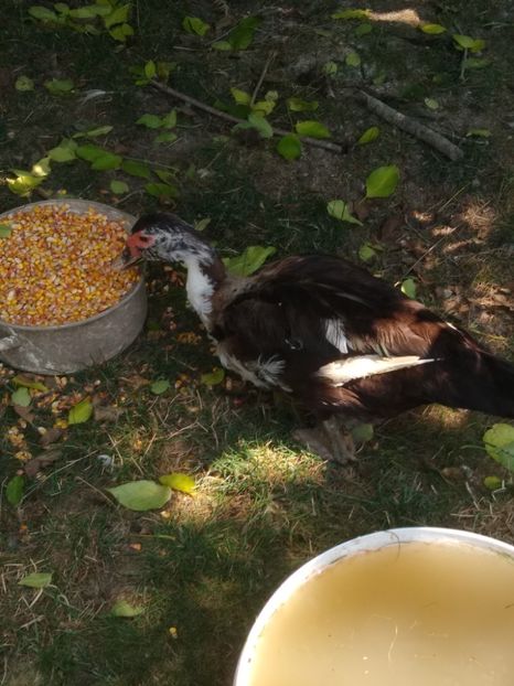  - Ratele mele leșești 3
