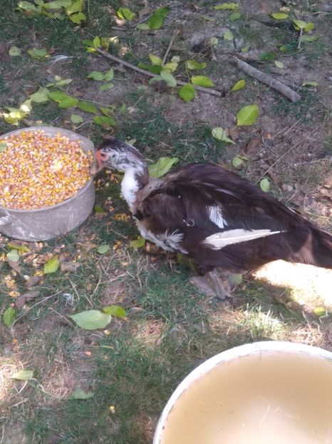  - Ratele mele leșești 3