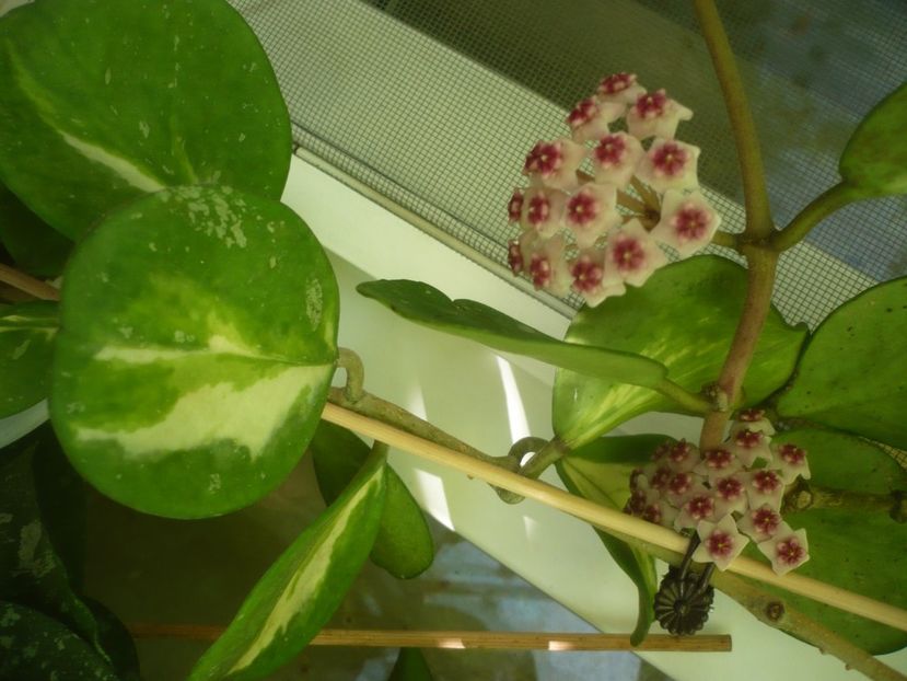 P1500185 - HOYA 2021-2