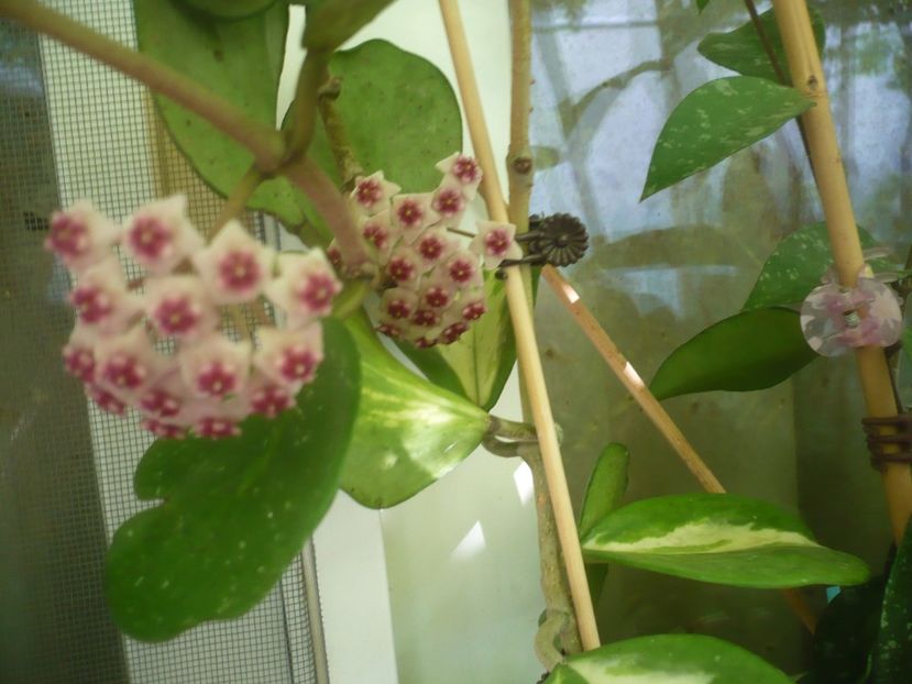 P1500186 - HOYA 2021-2