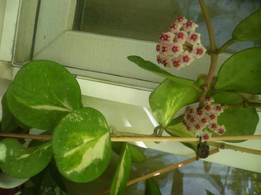 P1500187 - HOYA 2021-2