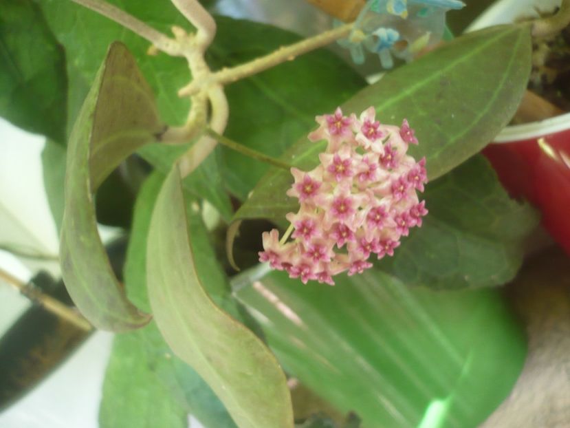 P1500177 - HOYA 2021-2