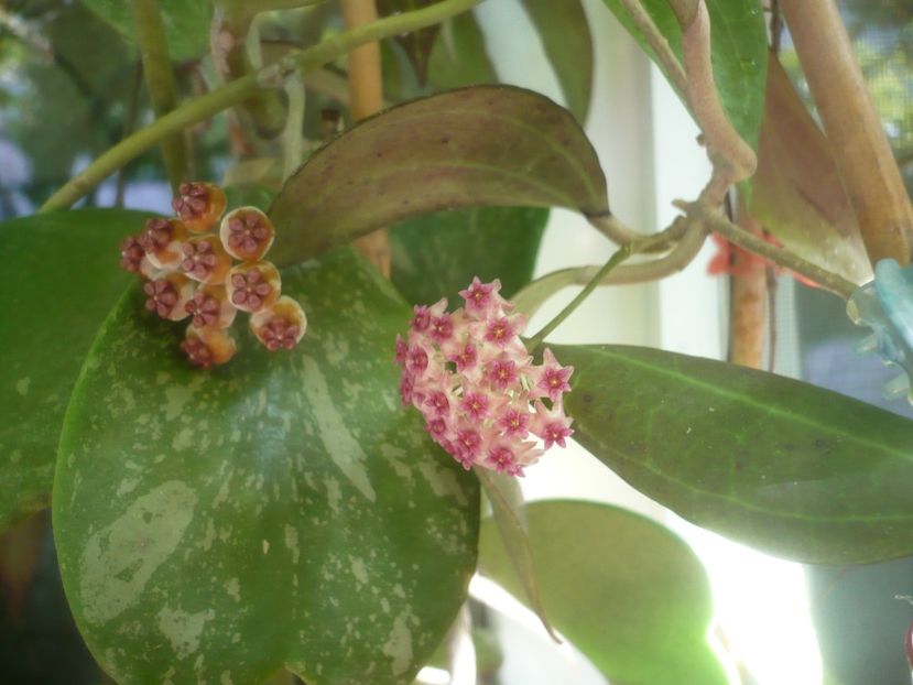 P1500179 - HOYA 2021-2