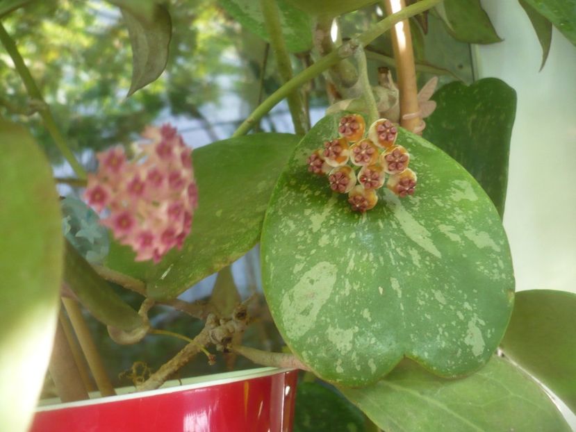 P1500182 - HOYA 2021-2
