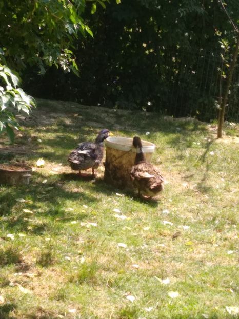  - Ratele mele macaitoare 2021