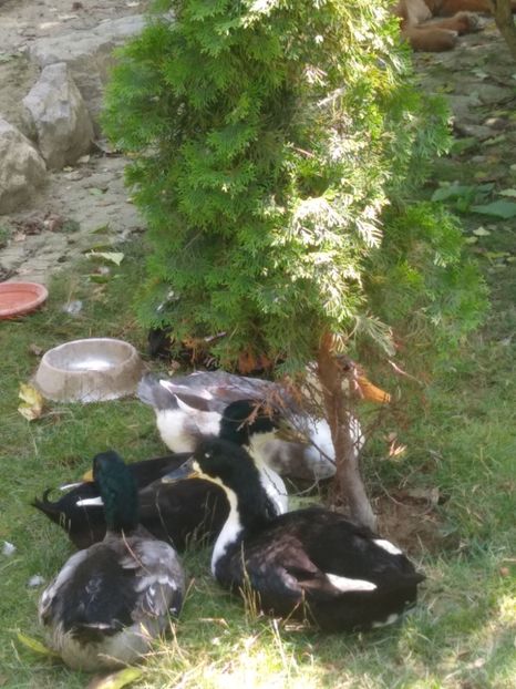  - Ratele mele macaitoare 2021