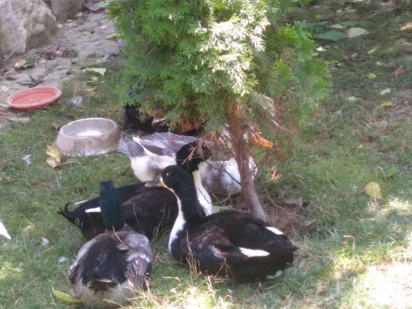  - Ratele mele macaitoare 2021