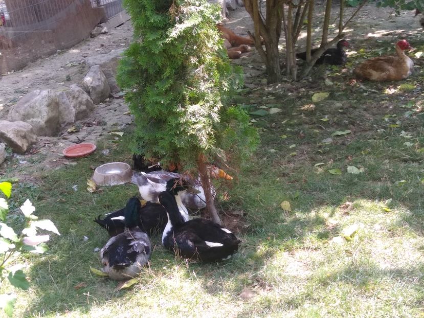  - Ratele mele macaitoare 2021