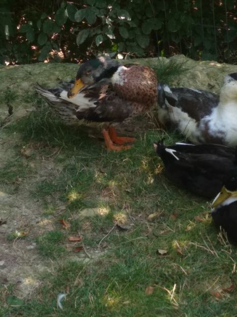  - Ratele mele macaitoare 2021