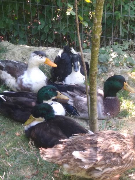  - Ratele mele macaitoare 2021