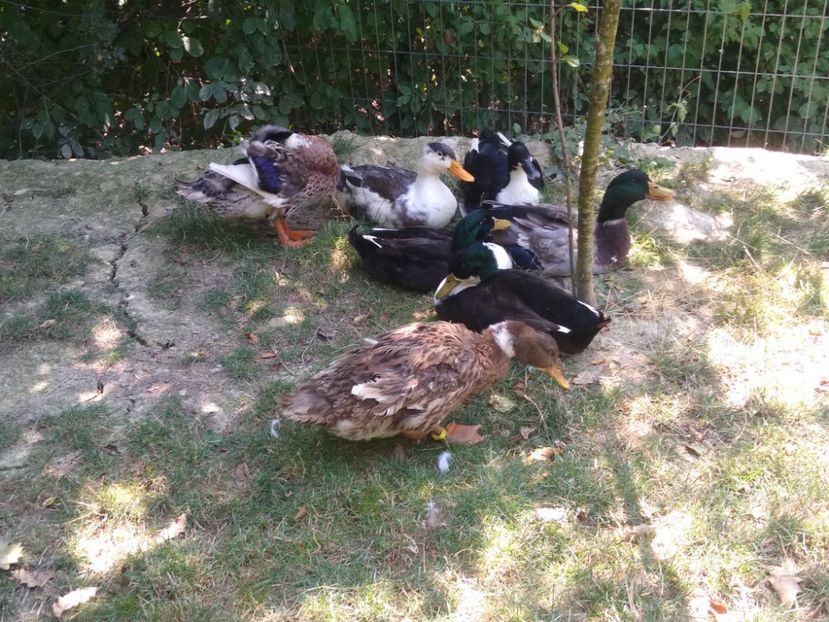  - Ratele mele macaitoare 2021