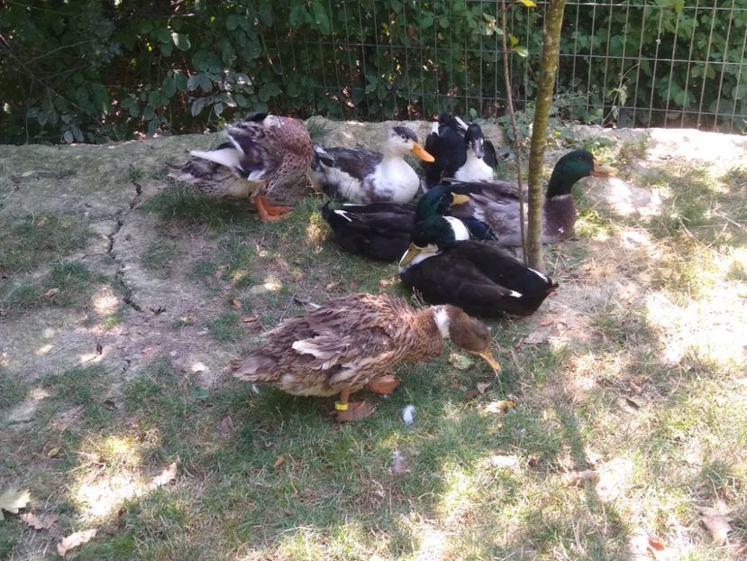  - Ratele mele macaitoare 2021