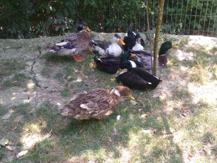  - Ratele mele macaitoare 2021