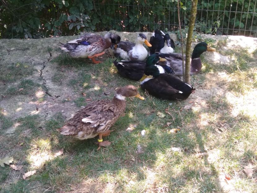  - Ratele mele macaitoare 2021