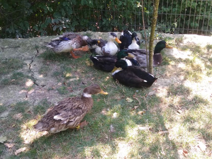  - Ratele mele macaitoare 2021