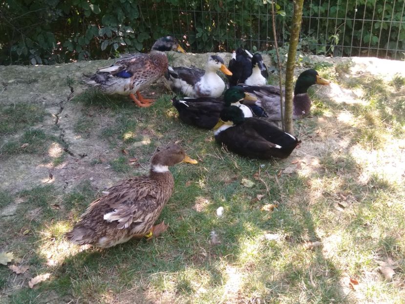  - Ratele mele macaitoare 2021