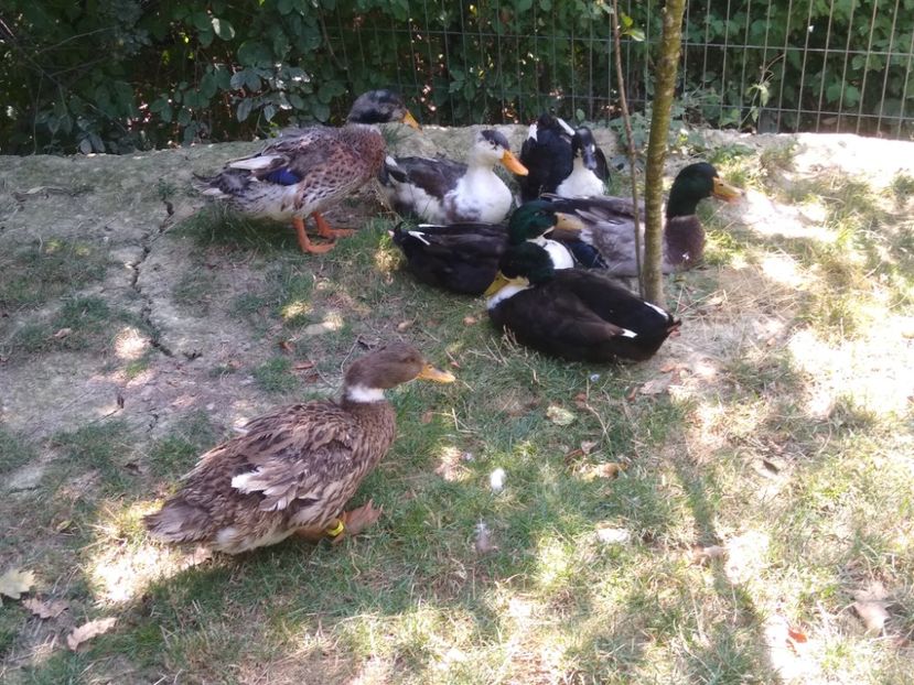  - Ratele mele macaitoare 2021