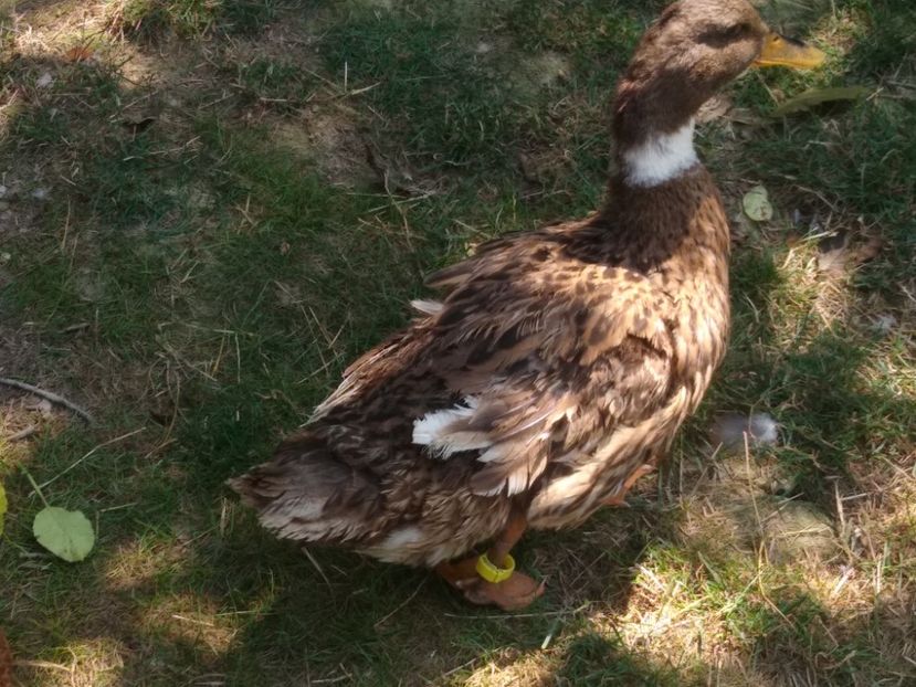  - Ratele mele macaitoare 2021