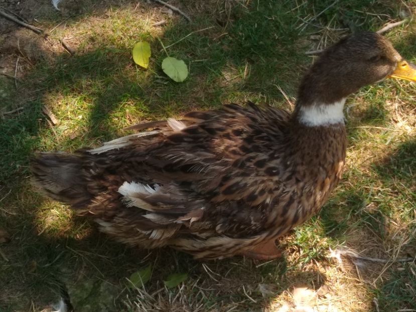  - Ratele mele macaitoare 2021