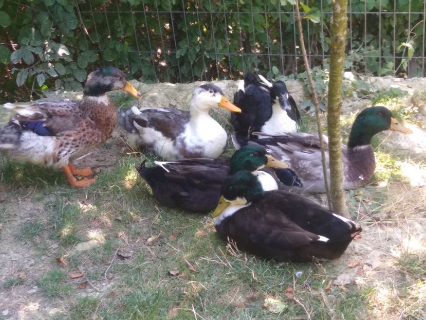  - Ratele mele macaitoare 2021