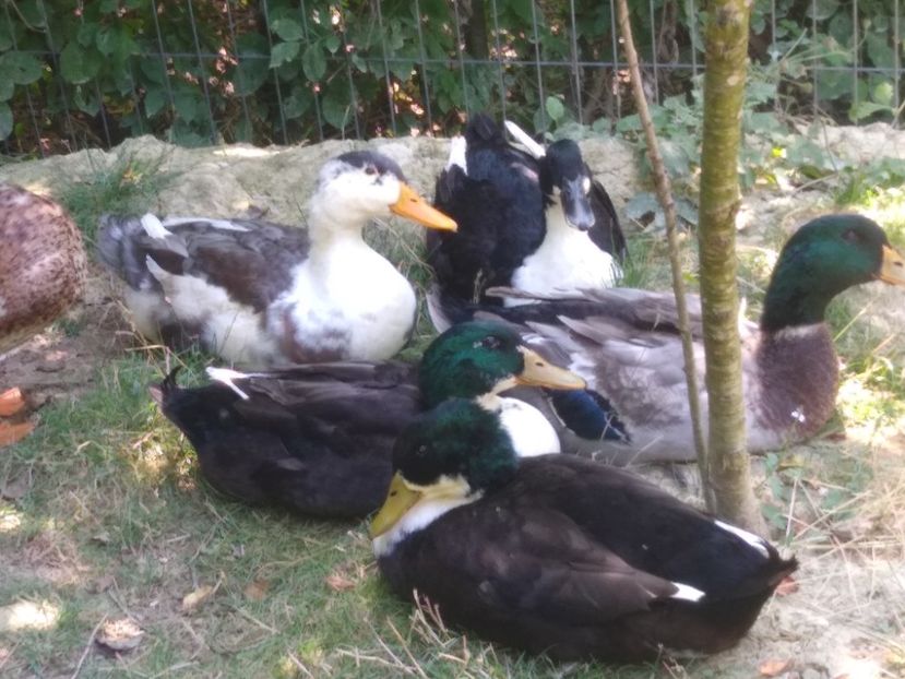  - Ratele mele macaitoare 2021