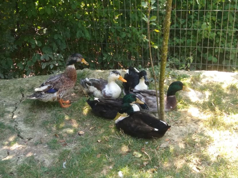  - Ratele mele macaitoare 2021