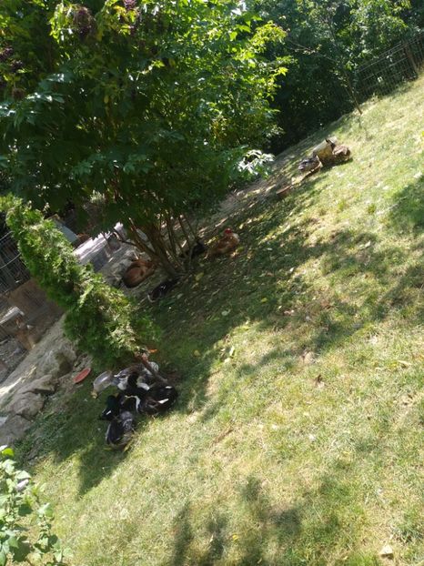  - Ratele mele macaitoare 2021