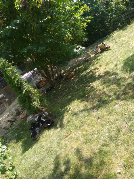  - Ratele mele macaitoare 2021