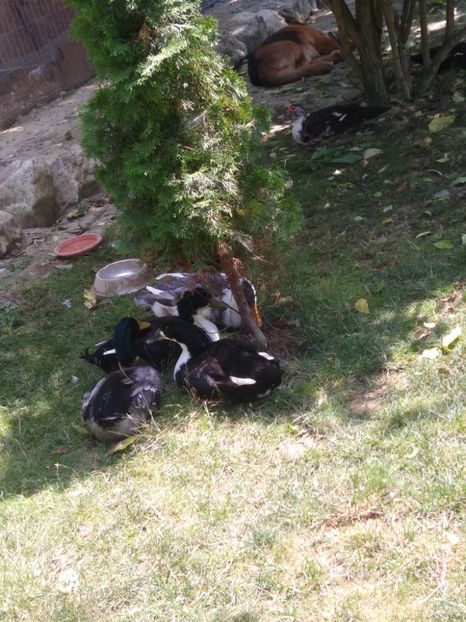  - Ratele mele macaitoare 2021