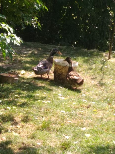  - Ratele mele macaitoare 2021