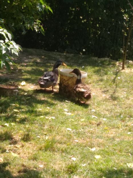  - Ratele mele macaitoare 2021