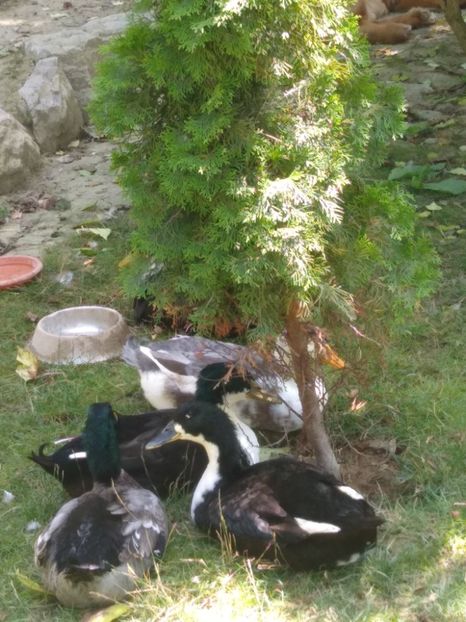  - Ratele mele macaitoare 2021