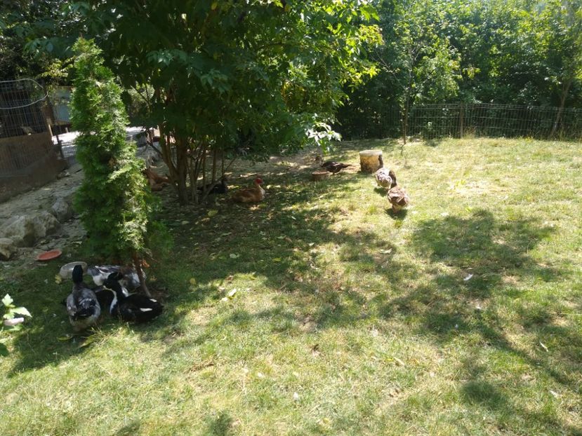  - Ratele mele macaitoare 2021