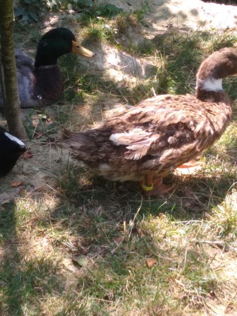  - Ratele mele macaitoare 2021