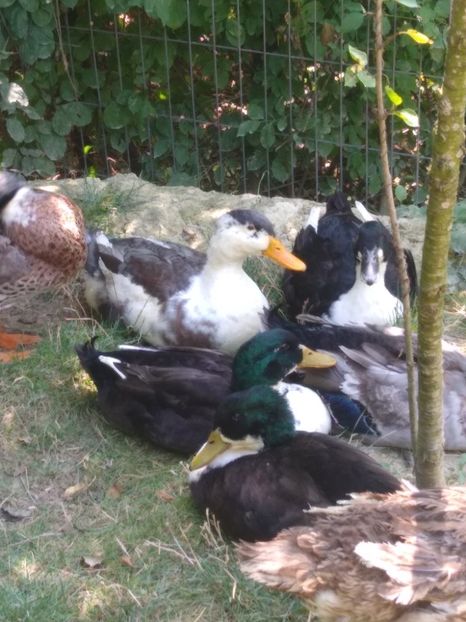  - Ratele mele macaitoare 2021