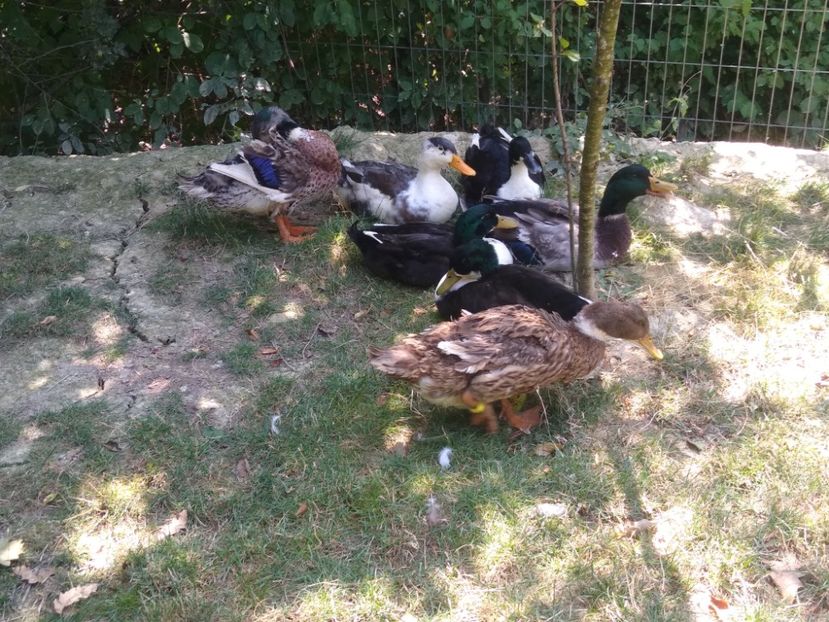  - Ratele mele macaitoare 2021