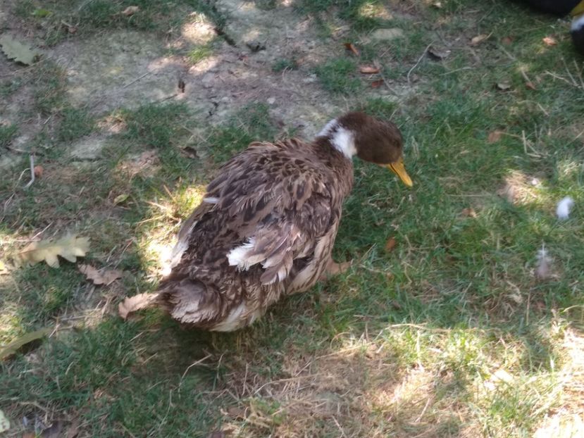  - Ratele mele macaitoare 2021