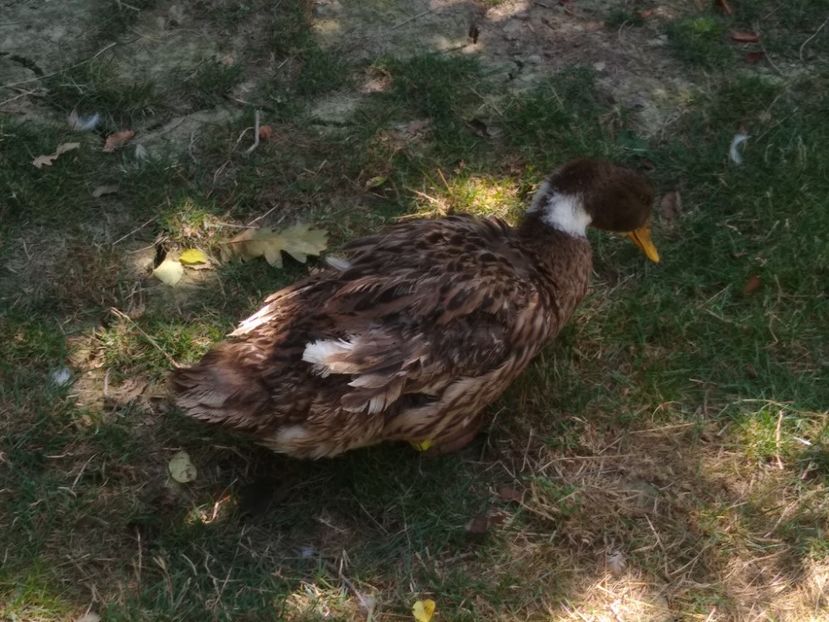  - Ratele mele macaitoare 2021