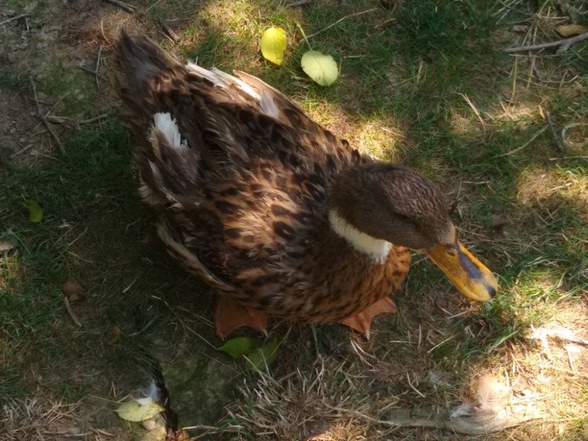  - Ratele mele macaitoare 2021