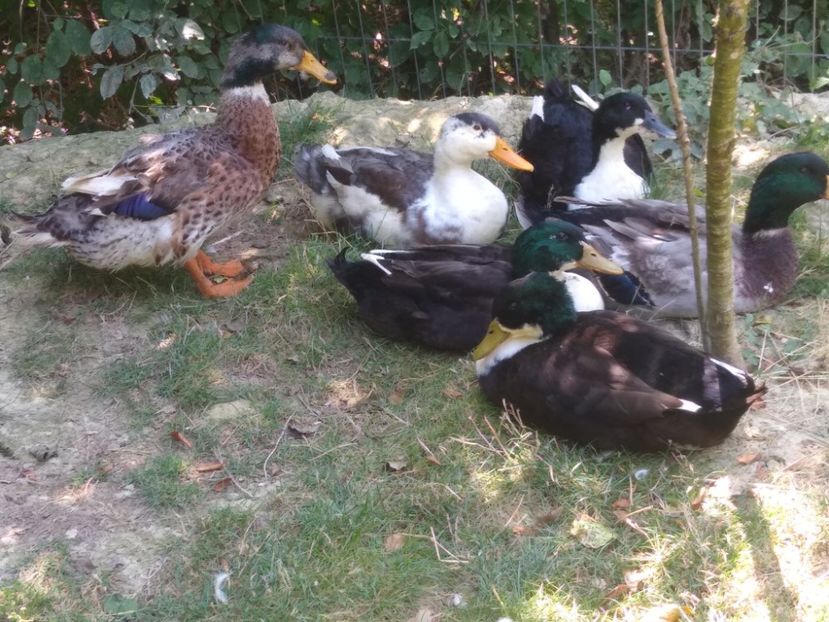  - Ratele mele macaitoare 2021