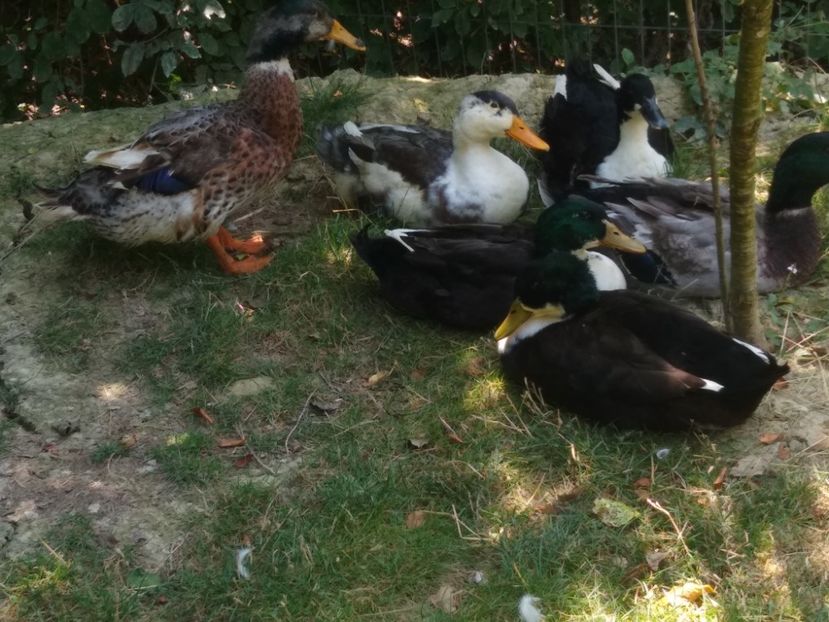  - Ratele mele macaitoare 2021